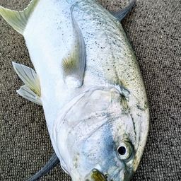 オニヒラアジ