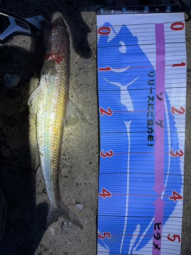 エソの釣果