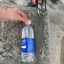 シタビラメ