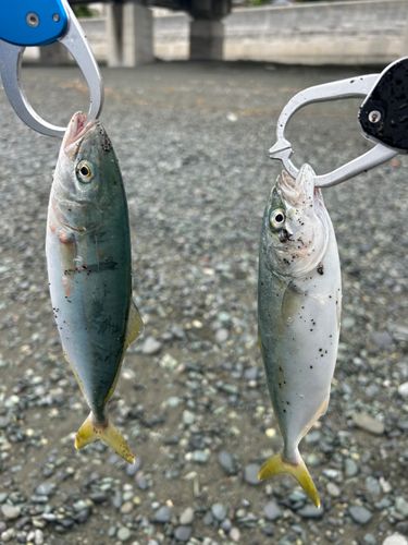 ワカシの釣果