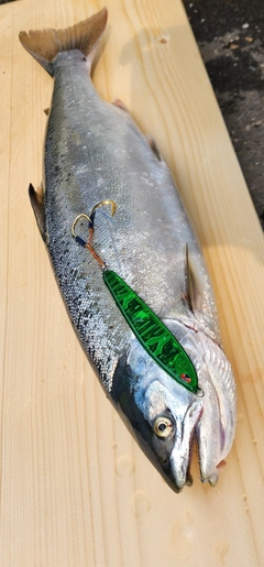 サクラマスの釣果