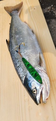 サクラマスの釣果