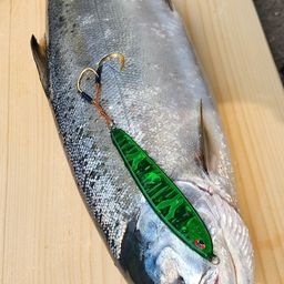 サクラマス