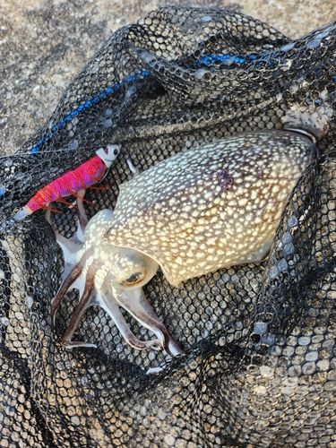 シリヤケイカの釣果
