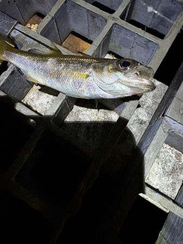 ムツの釣果