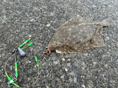 イシガレイの釣果