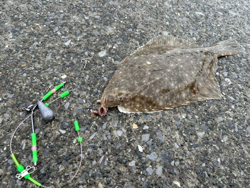 イシガレイの釣果