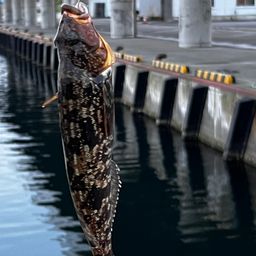 ガヤ