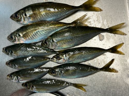 アジの釣果
