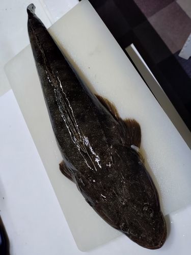 マゴチの釣果