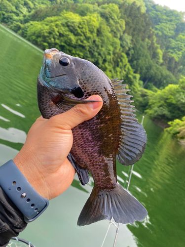 ブルーギルの釣果