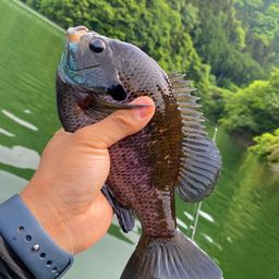ブルーギル