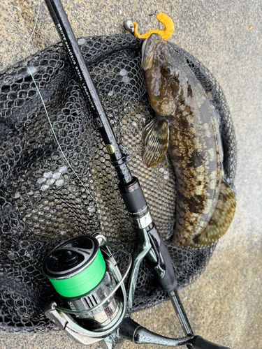 アイナメの釣果