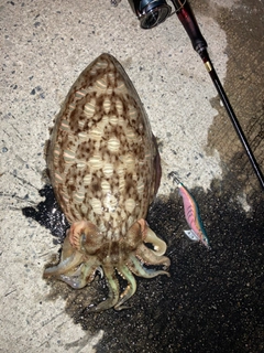 コウイカの釣果