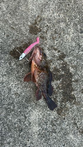 カサゴの釣果