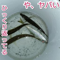 アジ