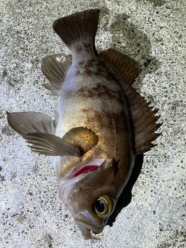 メバルの釣果