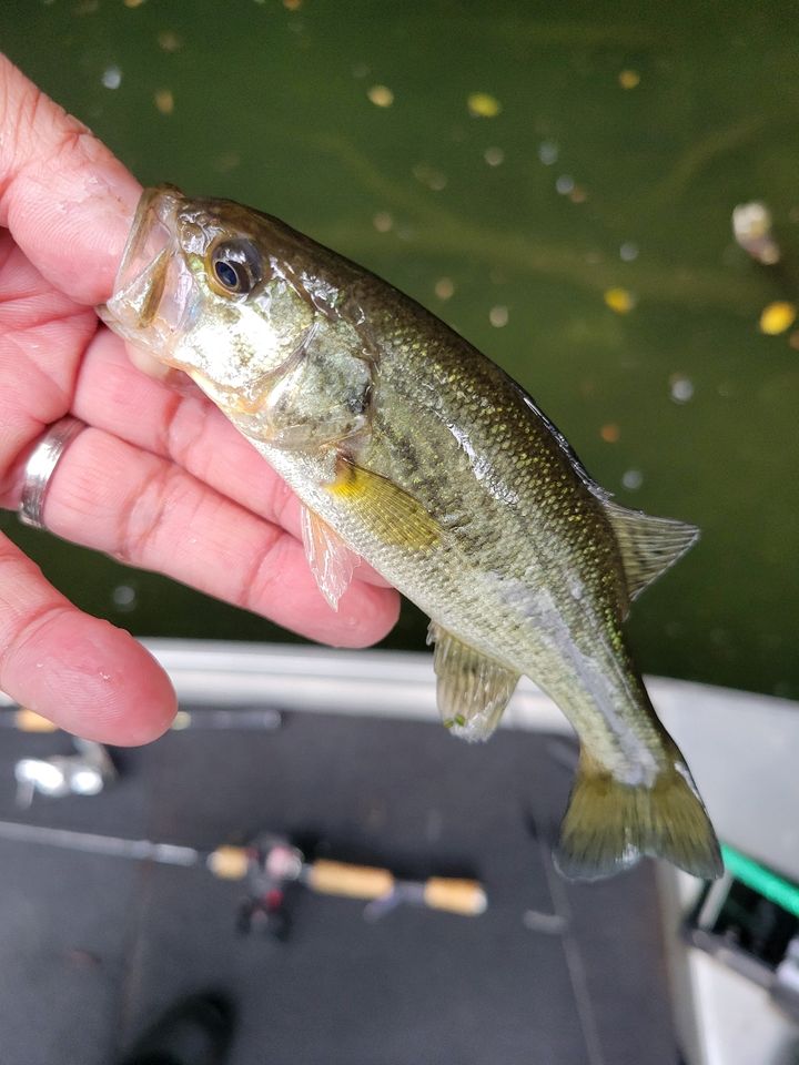 ラージマウスバス