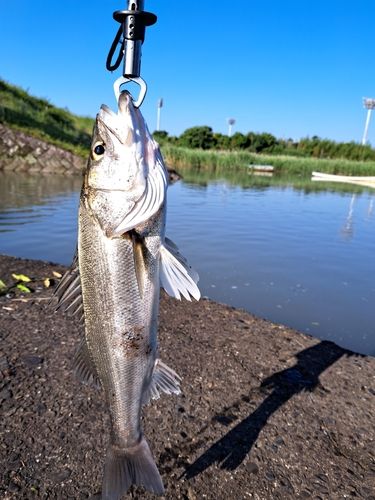 セイゴ（マルスズキ）の釣果