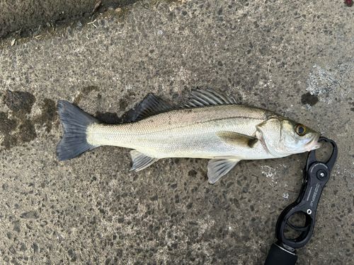 フッコ（マルスズキ）の釣果