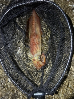 シロイカの釣果