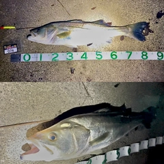 スズキの釣果