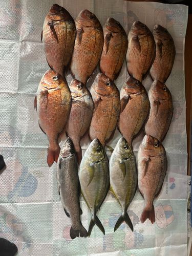 マダイの釣果
