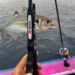 マアジの釣果