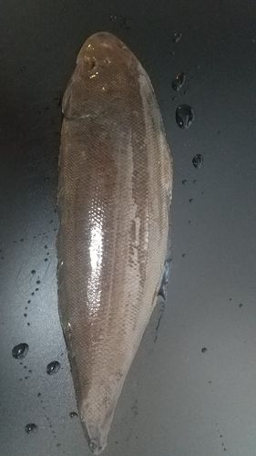 クロウシノシタの釣果