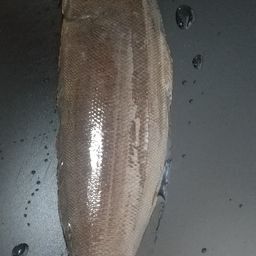 クロウシノシタ