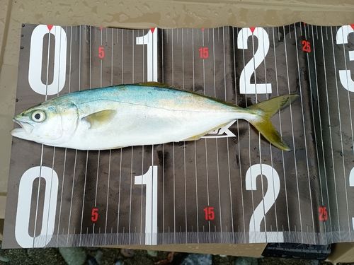 ワカシの釣果