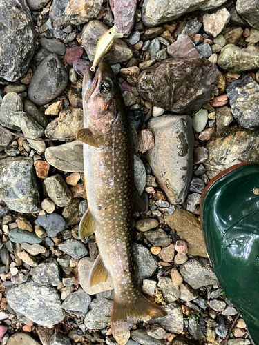 イワナの釣果