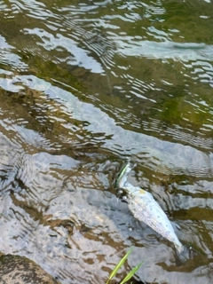 ヤマメの釣果