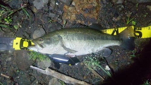 ブラックバスの釣果
