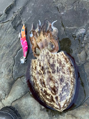 モンゴウイカの釣果