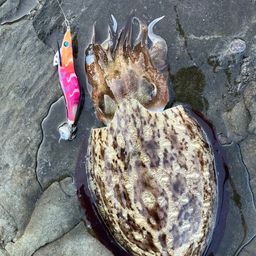 モンゴウイカ