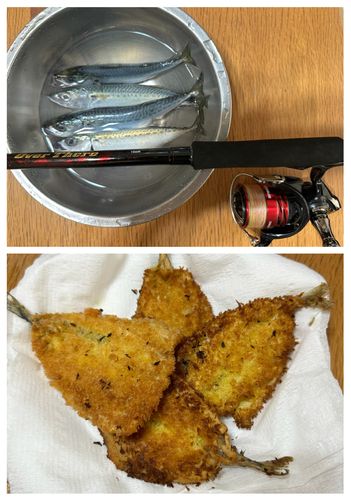 サバの釣果