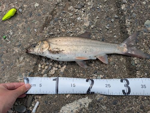 ウグイの釣果