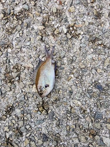 クロスズメダイの釣果