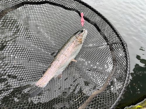 ニジマスの釣果