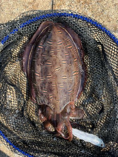 モンゴウイカの釣果