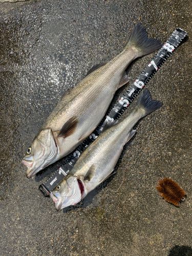 シーバスの釣果