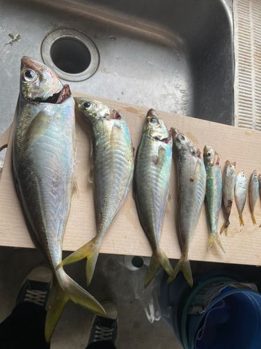 アジの釣果