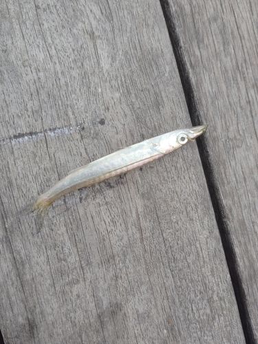 カマスの釣果