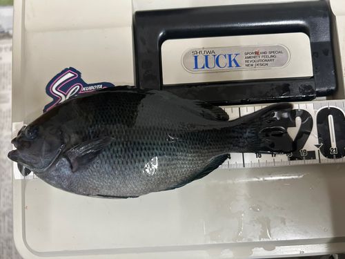 グレの釣果