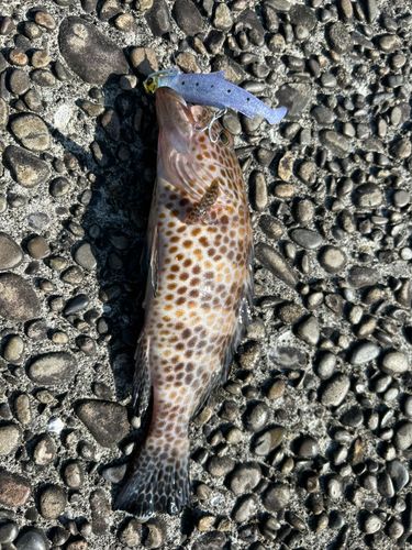 オオモンハタの釣果