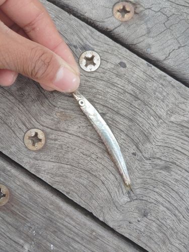 カマスの釣果