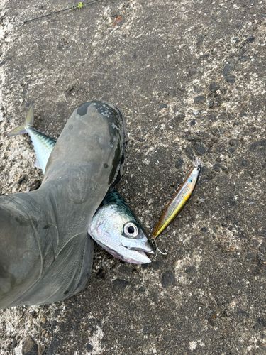 サバの釣果