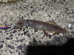 ケンサキイカの釣果