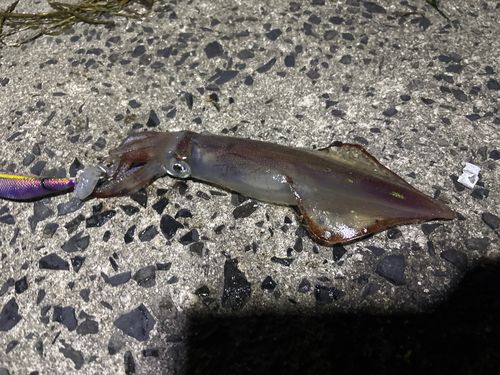 ケンサキイカの釣果